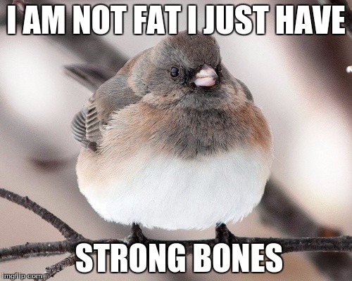 you are fat | I AM NOT FAT I JUST HAVE; STRONG BONES | image tagged in memes | made w/ Imgflip meme maker