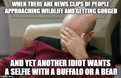 Captain Picard Facepalm | WHEN THERE ARE NEWS CLIPS OF PEOPLE APPROACHING WILDLIFE AND GETTING GORGED; AND YET ANOTHER IDIOT WANTS A SELFIE WITH A BUFFALO OR A BEAR | image tagged in memes,captain picard facepalm | made w/ Imgflip meme maker