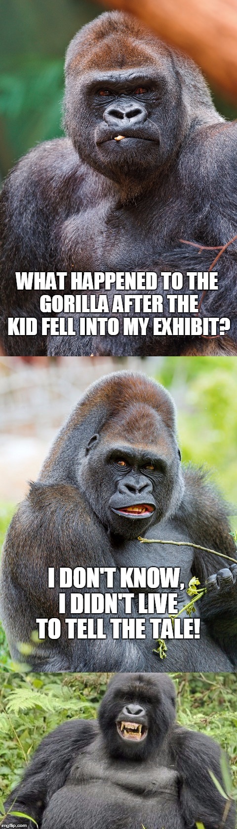 Bad Pun Gorilla | WHAT HAPPENED TO THE GORILLA AFTER THE KID FELL INTO MY EXHIBIT? I DON'T KNOW, I DIDN'T LIVE TO TELL THE TALE! | image tagged in bad pun gorilla | made w/ Imgflip meme maker