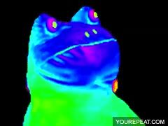 High Quality mlg frog Blank Meme Template