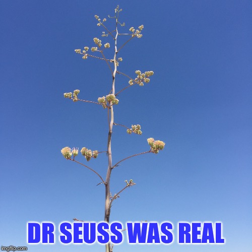 dr Seuss  | DR SEUSS WAS REAL | image tagged in funny memes,comics/cartoons | made w/ Imgflip meme maker