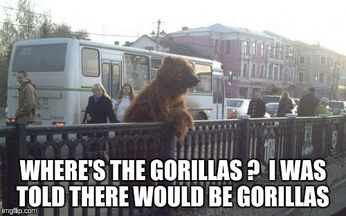 City Bear Meme | WHERE'S THE GORILLAS ?  I WAS TOLD THERE WOULD BE GORILLAS | image tagged in memes,city bear | made w/ Imgflip meme maker