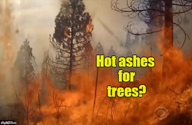 Hot ashes for trees? | made w/ Imgflip meme maker