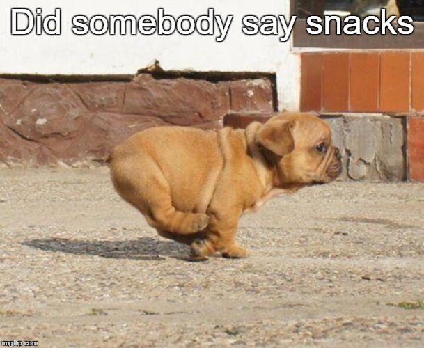 Did somebody say snacks | image tagged in puppy running | made w/ Imgflip meme maker