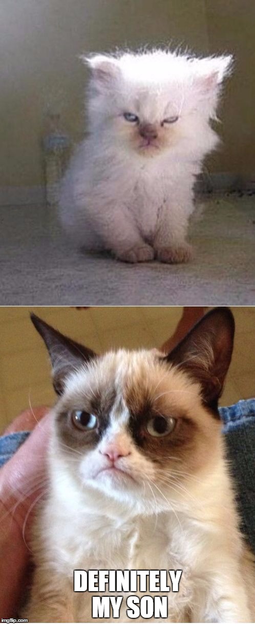 Grumpy spawn | DEFINITELY MY SON | image tagged in grumpy cats,cats,funny,funny cats,angry cat | made w/ Imgflip meme maker