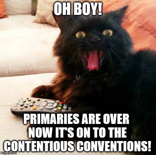 OH BOY! Cat looks forward to the Republican and Democratic Conventions | OH BOY! PRIMARIES ARE OVER NOW IT'S ON TO THE CONTENTIOUS CONVENTIONS! | image tagged in oh boy cat,memes,election 2016,trump,clinton,funny | made w/ Imgflip meme maker