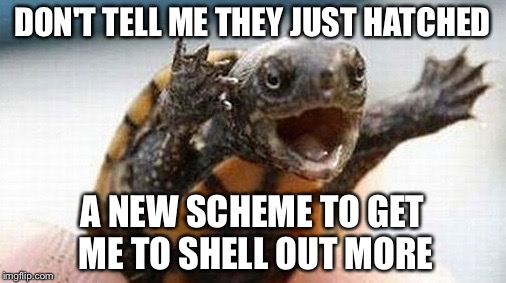 Politicians | DON'T TELL ME THEY JUST HATCHED; A NEW SCHEME TO GET ME TO SHELL OUT MORE | image tagged in turtle,memes,bad puns,animals | made w/ Imgflip meme maker