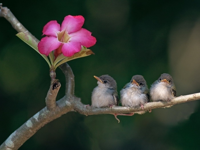 3 baby birds branch flower Blank Meme Template