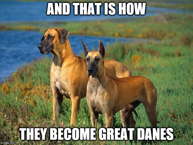 AND THAT IS HOW THEY BECOME GREAT DANES | made w/ Imgflip meme maker