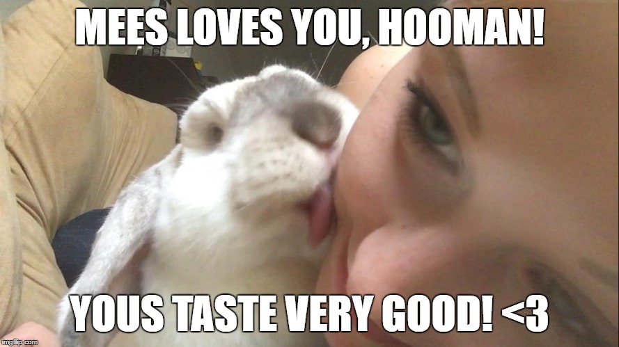 Licky Bunny | MEES LOVES YOU, HOOMAN! YOUS TASTE VERY GOOD! <3 | image tagged in bunny,bunnies,rabbit,rabbits,licking,lickling | made w/ Imgflip meme maker