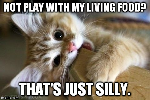 You ever seen a cat after it catches something live? The cat will let it go just so they can catch it again. And again... | NOT PLAY WITH MY LIVING FOOD? THAT'S JUST SILLY. | image tagged in that's just silly cat | made w/ Imgflip meme maker