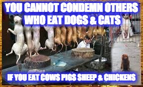 Eating dogs & cats  | YOU CANNOT CONDEMN OTHERS WHO EAT DOGS & CATS; IF YOU EAT COWS PIGS SHEEP & CHICKENS | image tagged in veganism | made w/ Imgflip meme maker