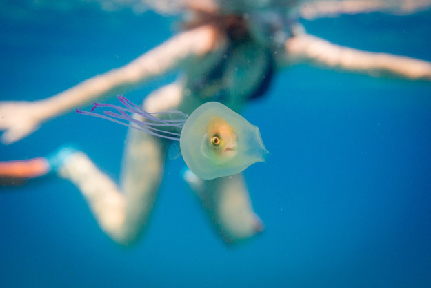 Fish In Jellyfish Blank Meme Template
