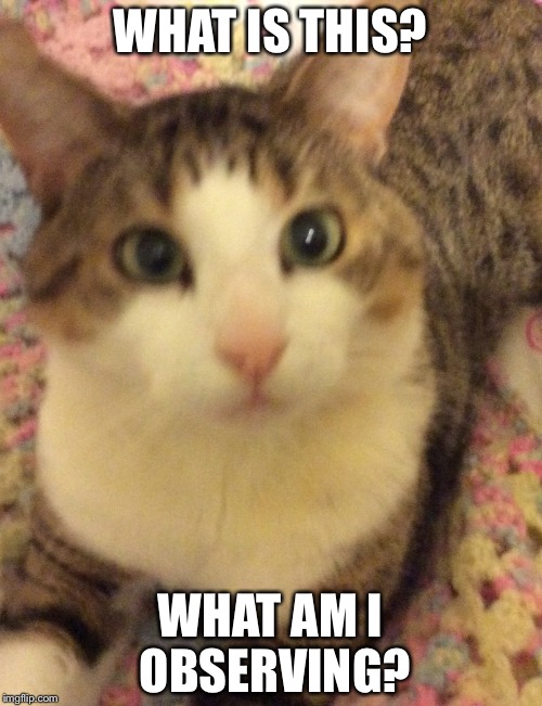 Simba says 'what?'(Simba is my cat's name) | WHAT IS THIS? WHAT AM I OBSERVING? | image tagged in cat,funny cats,cats,what is this,what | made w/ Imgflip meme maker