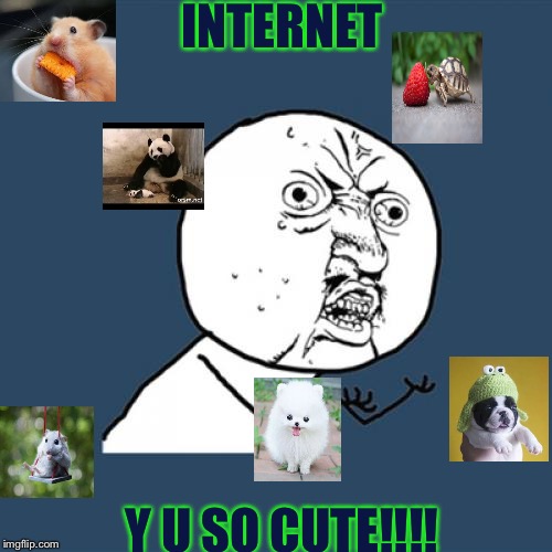 EHMAGERD PUPPIEZZ!!! | INTERNET; Y U SO CUTE!!!! | image tagged in memes,y u no,cute,true | made w/ Imgflip meme maker