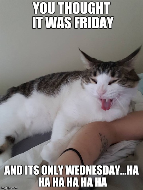 Max | YOU THOUGHT IT WAS FRIDAY; AND ITS ONLY WEDNESDAY...HA HA HA HA HA HA | image tagged in laughing cat | made w/ Imgflip meme maker