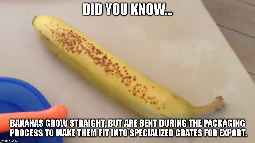 Bananas grow straight! | DID YOU KNOW... BANANAS GROW STRAIGHT, BUT ARE BENT DURING THE PACKAGING PROCESS TO MAKE THEM FIT INTO SPECIALIZED CRATES FOR EXPORT. | image tagged in fruit,bananas,did you know,fyi | made w/ Imgflip meme maker