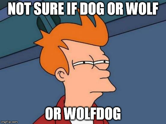 Futurama Fry | NOT SURE IF DOG OR WOLF; OR WOLFDOG | image tagged in memes,futurama fry | made w/ Imgflip meme maker