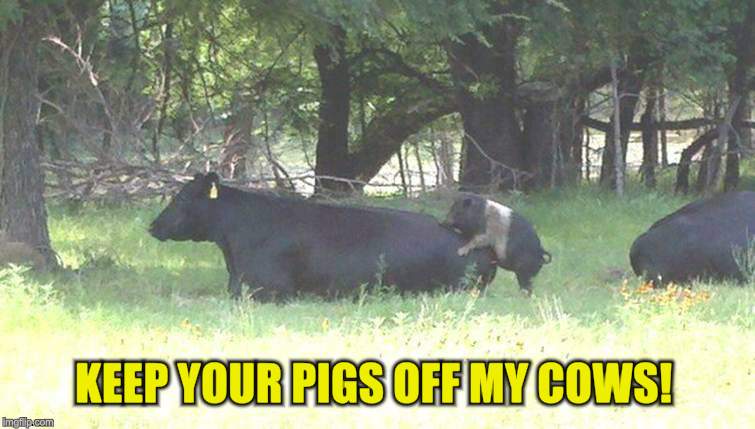 Bacon burger cow pig | KEEP YOUR PIGS OFF MY COWS! | image tagged in bacon burger cow pig | made w/ Imgflip meme maker