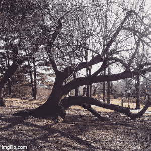 BOSQUAPHOTOGRAPHY | image tagged in nature,good nature,photography | made w/ Imgflip images-to-gif maker