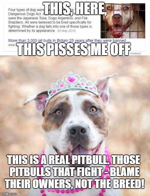 I feel sorry for the dogs that have to suffer at the hands of the cunts that make these lovely dogs fight for no reason AT ALL!! | THIS, HERE, THIS PISSES ME OFF; THIS IS A REAL PITBULL. THOSE PITBULLS THAT FIGHT - BLAME THEIR OWNERS, NOT THE BREED! | image tagged in meme,truth | made w/ Imgflip meme maker