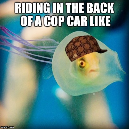 Jellyfish | image tagged in jellyfish,australia,hey internet | made w/ Imgflip meme maker