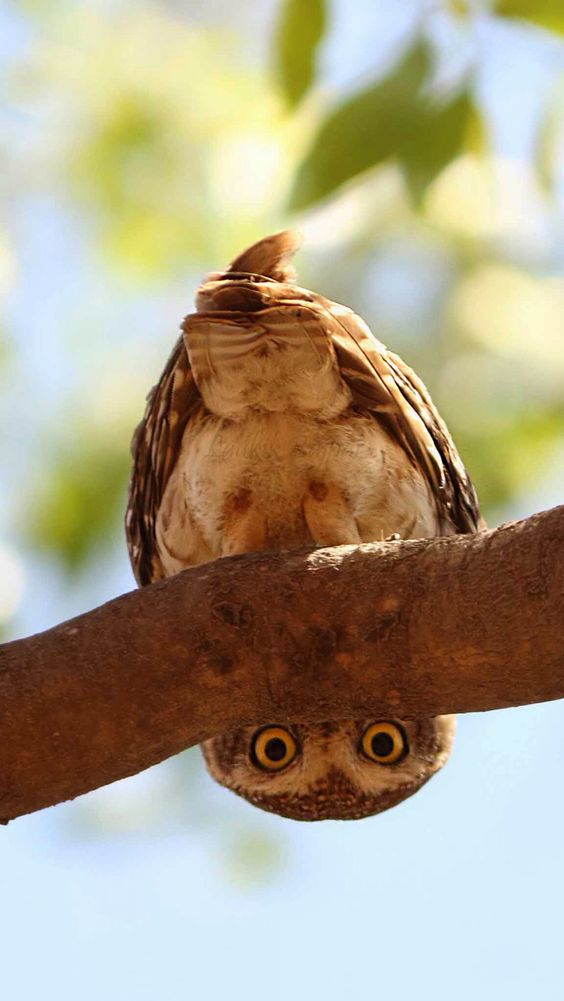 High Quality Owl looking Blank Meme Template