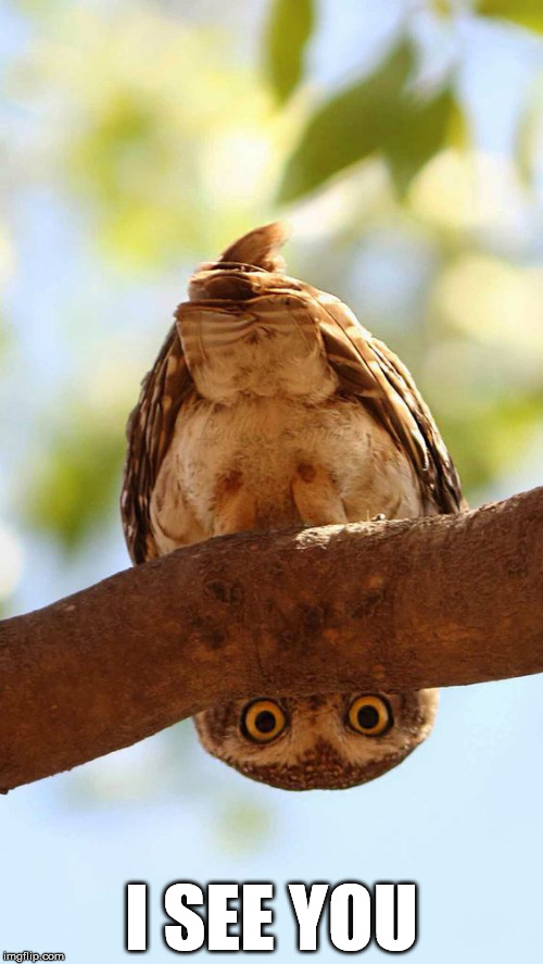 Owl looking | I SEE YOU | image tagged in owl looking | made w/ Imgflip meme maker