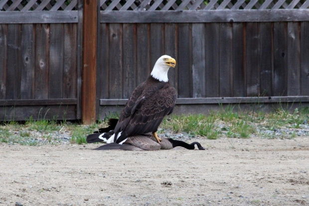 High Quality goose vs eagle Blank Meme Template