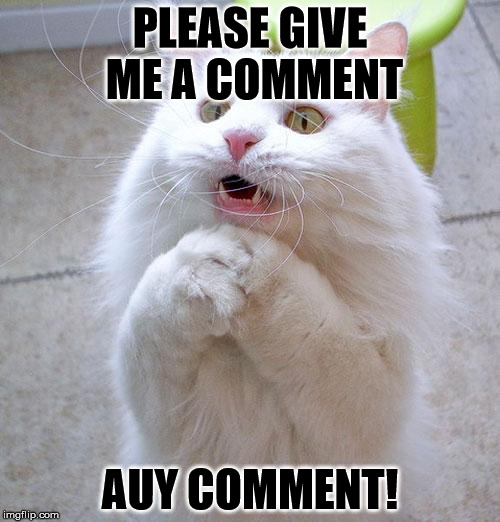 Begging Cat | PLEASE GIVE ME A COMMENT; AUY COMMENT! | image tagged in begging cat | made w/ Imgflip meme maker
