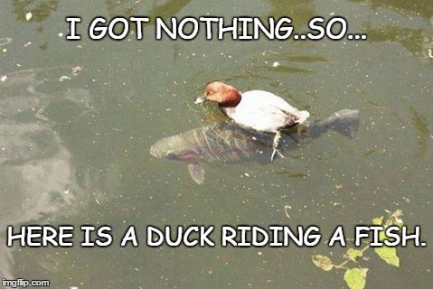 i got nothing | I GOT NOTHING..SO... HERE IS A DUCK RIDING A FISH. | image tagged in funny | made w/ Imgflip meme maker