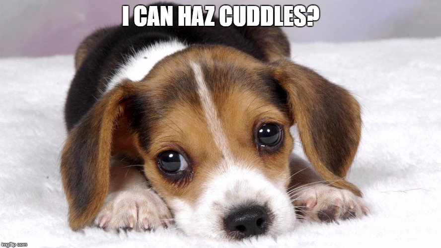 Not my usual style, but what the hell. Let's see how far he can go. |  I CAN HAZ CUDDLES? | image tagged in dogs,cute puppies | made w/ Imgflip meme maker
