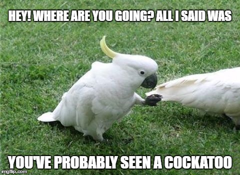 probably seen  a cockatoo | HEY! WHERE ARE YOU GOING? ALL I SAID WAS; YOU'VE PROBABLY SEEN A COCKATOO | image tagged in cockatoo,where are you going | made w/ Imgflip meme maker