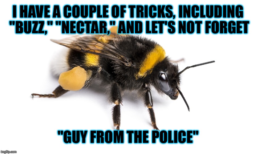 bees Memes & GIFs - Imgflip