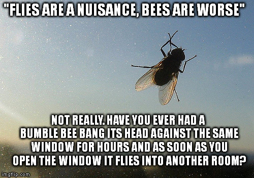 "FLIES ARE A NUISANCE, BEES ARE WORSE"; NOT REALLY. HAVE YOU EVER HAD A BUMBLE BEE BANG ITS HEAD AGAINST THE SAME WINDOW FOR HOURS AND AS SOON AS YOU OPEN THE WINDOW IT FLIES INTO ANOTHER ROOM? | image tagged in memes,flies,bees | made w/ Imgflip meme maker