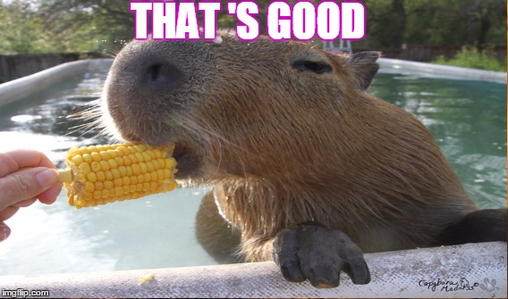 corny jokes | THAT 'S GOOD | image tagged in capybara | made w/ Imgflip meme maker