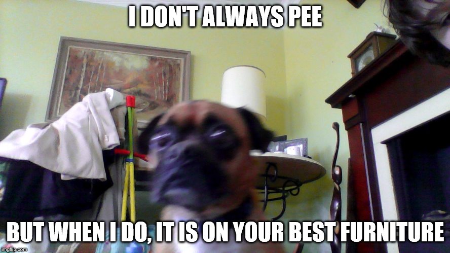 Doc | I DON'T ALWAYS PEE; BUT WHEN I DO, IT IS ON YOUR BEST FURNITURE | image tagged in doc | made w/ Imgflip meme maker