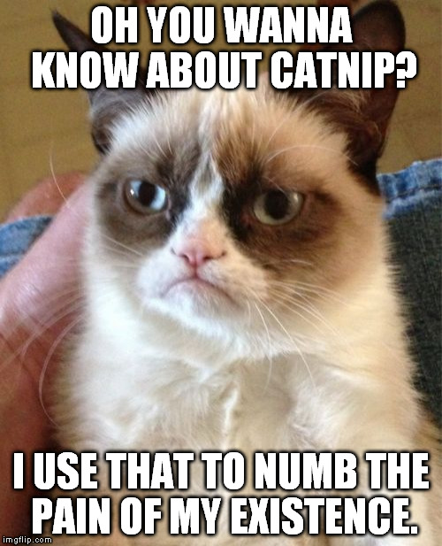 Grumpy Cat | OH YOU WANNA KNOW ABOUT CATNIP? I USE THAT TO NUMB THE PAIN OF MY EXISTENCE. | image tagged in memes,grumpy cat | made w/ Imgflip meme maker