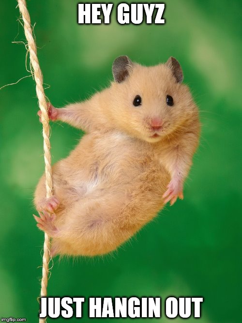 HEY GUYZ; JUST HANGIN OUT | image tagged in hamster cute,hanging out | made w/ Imgflip meme maker