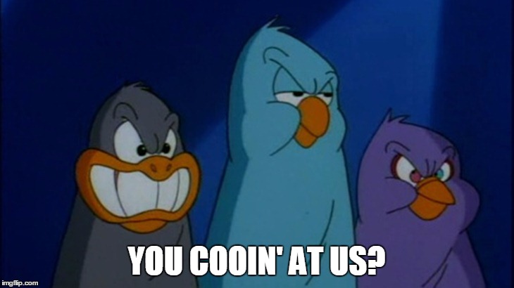 Good Feathers | YOU COOIN' AT US? | image tagged in good feathers | made w/ Imgflip meme maker