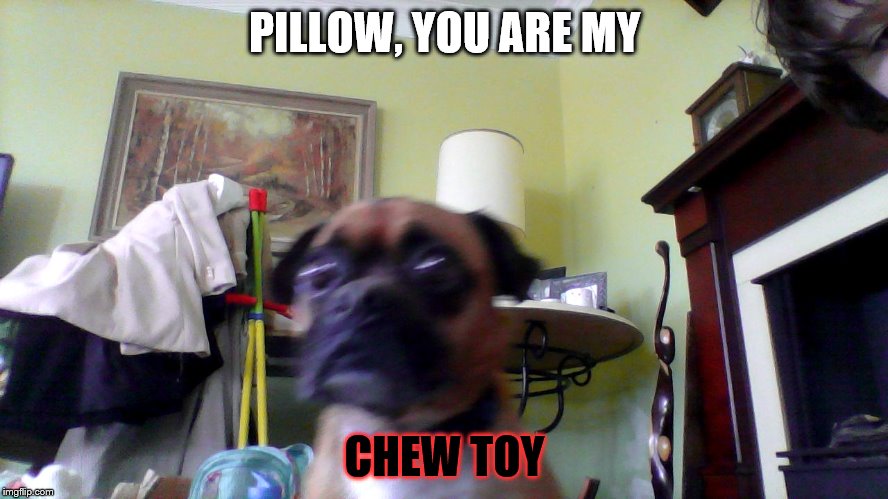 Doc | PILLOW, YOU ARE MY; CHEW TOY | image tagged in doc | made w/ Imgflip meme maker