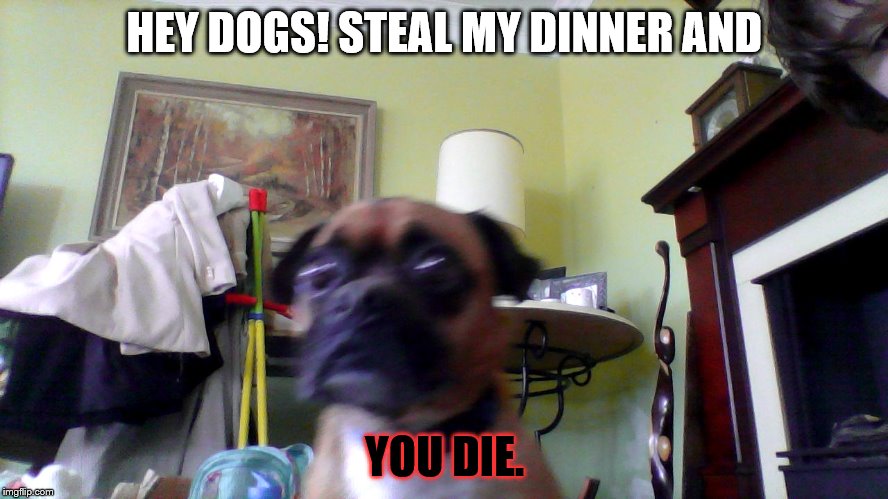Doc | HEY DOGS! STEAL MY DINNER AND; YOU DIE. | image tagged in doc | made w/ Imgflip meme maker