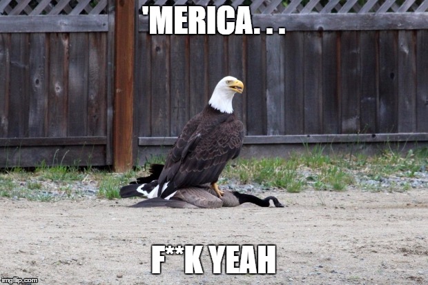 Canada can't even win on her own turf | 'MERICA. . . F**K YEAH | image tagged in america,fight,patriotic eagle,eagle,make america great again,america vs canada | made w/ Imgflip meme maker