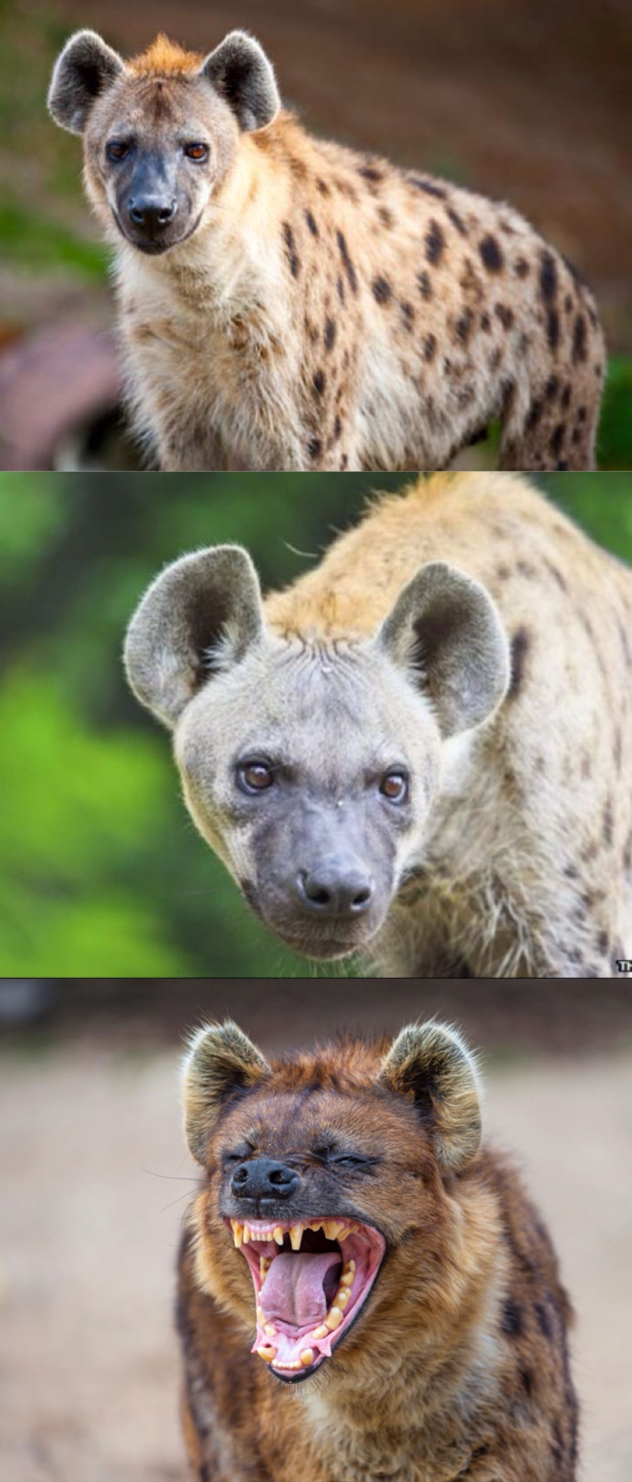 Bad Pun Hyena Blank Meme Template