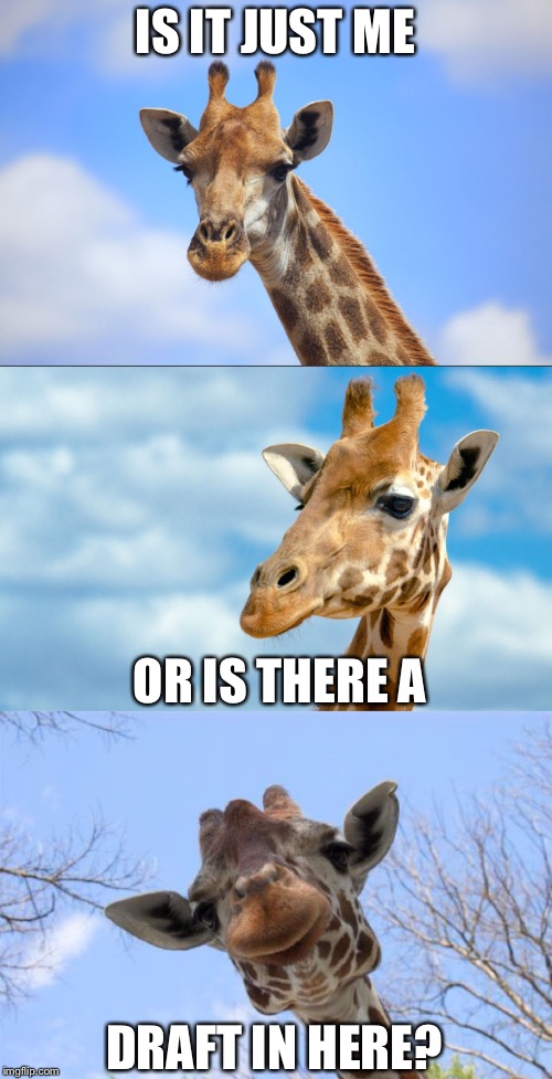 Bad Pun Giraffe | IS IT JUST ME; OR IS THERE A; DRAFT IN HERE? | image tagged in bad pun giraffe | made w/ Imgflip meme maker