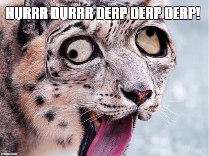 HURRR DURRR DERP DERP DERP! | image tagged in derpcat | made w/ Imgflip meme maker