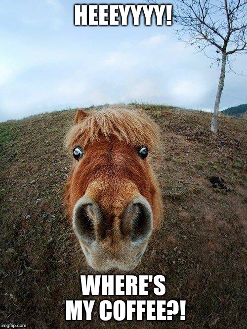 HorseStare | HEEEYYYY! WHERE'S MY COFFEE?! | image tagged in horsestare | made w/ Imgflip meme maker