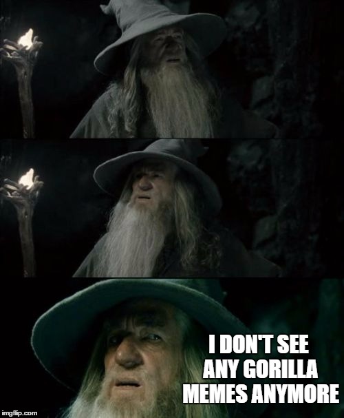 Confused Gandalf |  I DON'T SEE ANY GORILLA MEMES ANYMORE | image tagged in memes,confused gandalf | made w/ Imgflip meme maker