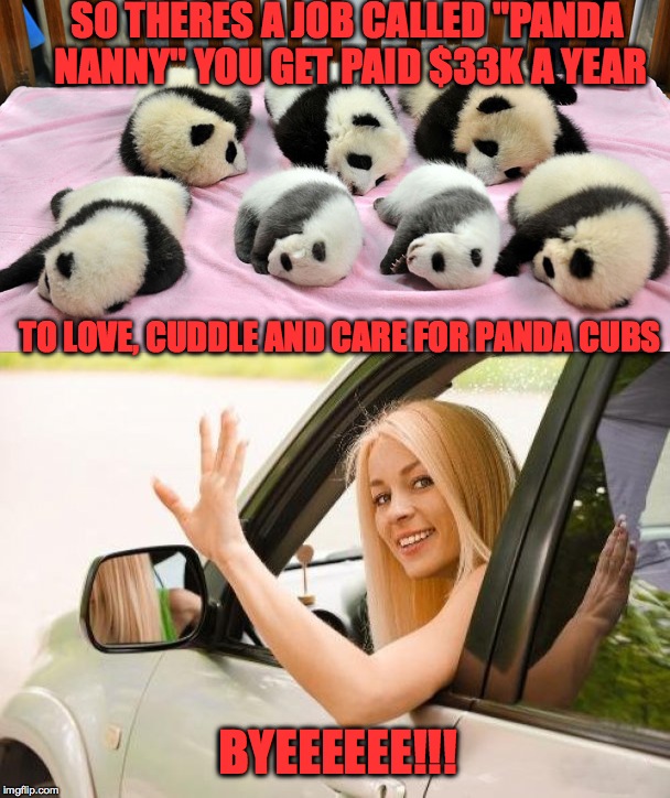 Not an amazing salary but pure joy in life lol | SO THERES A JOB CALLED "PANDA NANNY" YOU GET PAID $33K A YEAR; TO LOVE, CUDDLE AND CARE FOR PANDA CUBS; BYEEEEEE!!! | image tagged in memes,funny,animals,cute,work,awesome | made w/ Imgflip meme maker