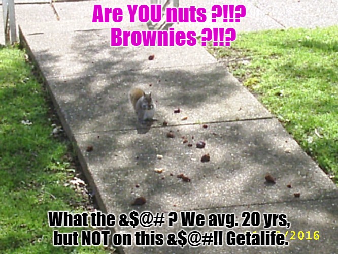 Beggars can't be choosey......or can we ?? | Are YOU nuts ?!!?  Brownies ?!!? What the &$@# ? We avg. 20 yrs, but NOT on this &$@#!! Getalife. | image tagged in squirrels,happy squirrel,cute animals | made w/ Imgflip meme maker